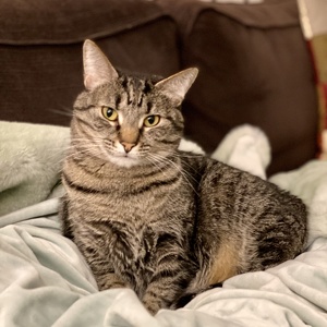 Team Page: Team Violet